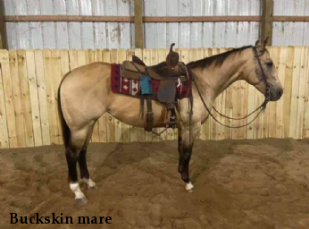 Buckskin mare