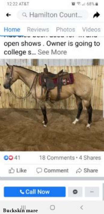 Buckskin mare