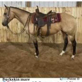 Buckskin mare