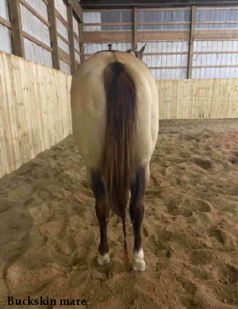 Buckskin mare