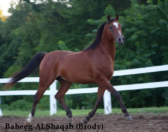 Baheeg Al Shaqab (Brody)