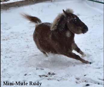 Mini-Mule Rudy