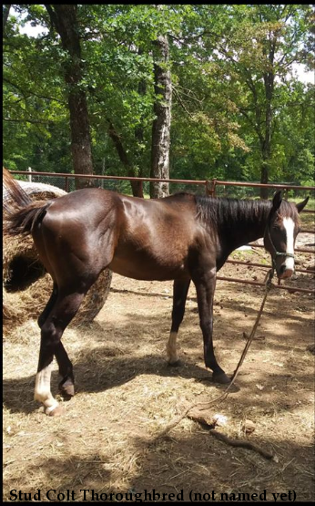 Stud Colt Thoroughbred (not named yet)