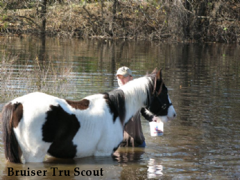 Bruiser Tru Scout