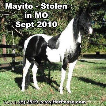 Mayito`s Carbon Copy