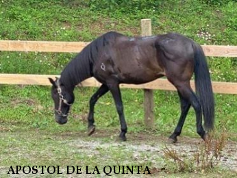 APOSTOL DE LA QUINTA