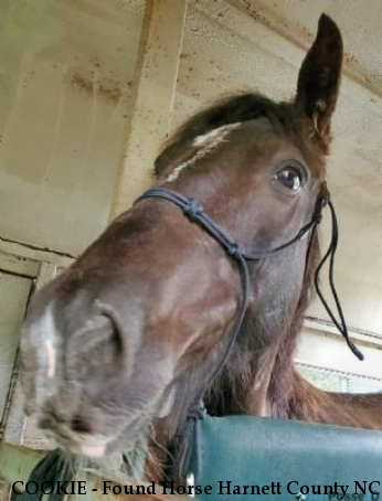 COOKIE - Found Horse Harnett County NC