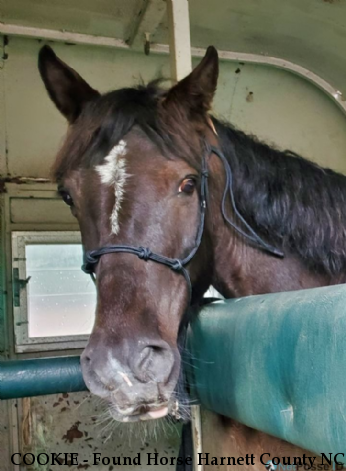 COOKIE - Found Horse Harnett County NC