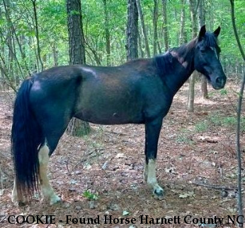 COOKIE - Found Horse Harnett County NC