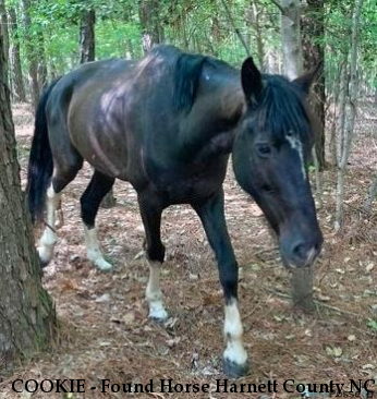 COOKIE - Found Horse Harnett County NC