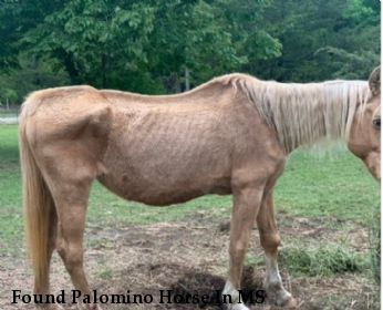 Found Palomino Horse In MS