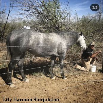 Lily Harmon Storjohann