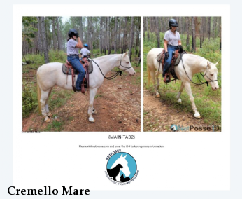 Cremello Mare