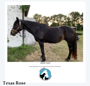 Texas Rose