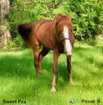 Sweet Pea