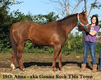 ISO: Anna - aka Gonna Rock This Town