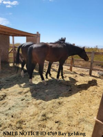 NMLB NOTICE ID 4769 Bay gelding