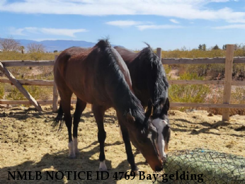 NMLB NOTICE ID 4769 Bay gelding