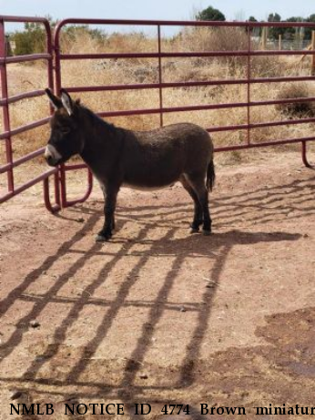 NMLB NOTICE ID 4774 Brown miniature John Donkey