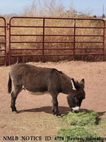 NMLB NOTICE ID 4774 Brown miniature John Donkey