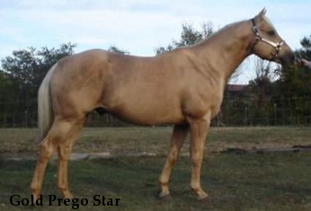 Gold Prego Star