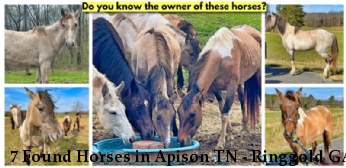 7 Found Horses in Apison TN - Ringgold GA