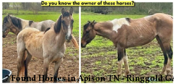 7 Found Horses in Apison TN - Ringgold GA