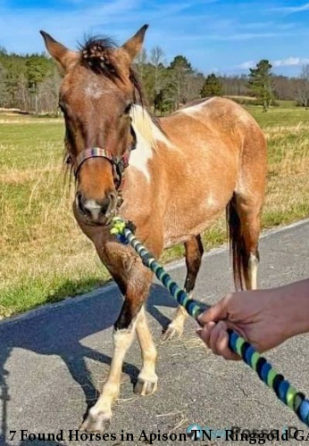 7 Found Horses in Apison TN - Ringgold GA