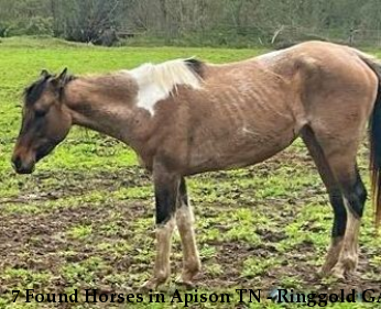 7 Found Horses in Apison TN - Ringgold GA