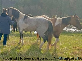 7 Found Horses in Apison TN - Ringgold GA