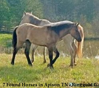 7 Found Horses in Apison TN - Ringgold GA