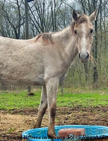 7 Found Horses in Apison TN - Ringgold GA