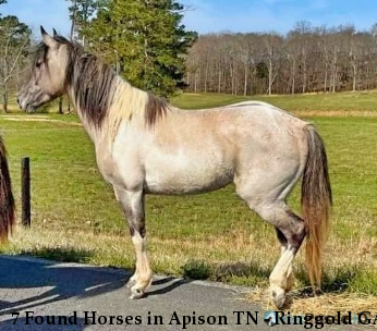 7 Found Horses in Apison TN - Ringgold GA