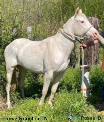 Horse Found in TN