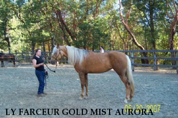 LY FARCEUR GOLD MIST AURORA