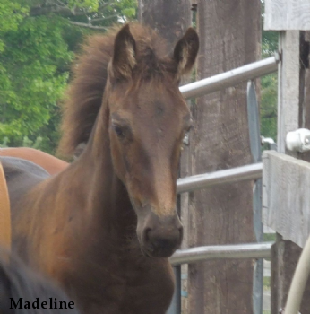 Madeline