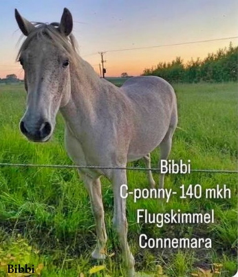 Bibbi