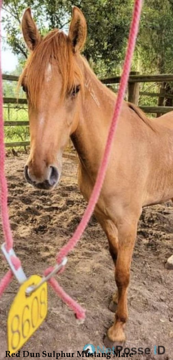 Red Dun Sulphur Mustang Mare