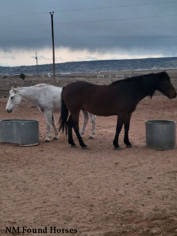 NM Found Horses