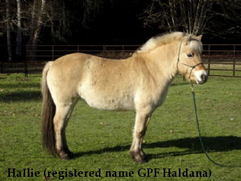 Hallie (registered name GPF Haldana)