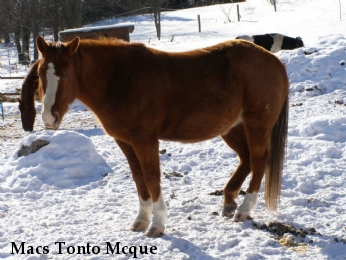 Macs Tonto Mcque