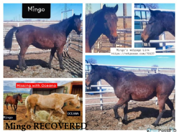 Mingo RECOVERED