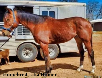 Homebred - aka Homer