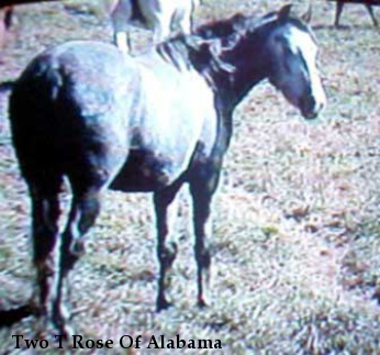 Two T Rose Of Alabama