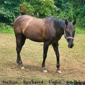 Stallion Purchased Under Suspicious Circumstances