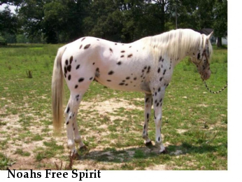 Noahs Free Spirit