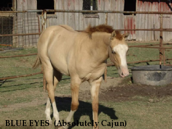 BLUE EYES  (Absolutely Cajun)