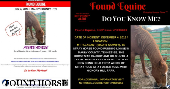 FOUND HORSE 