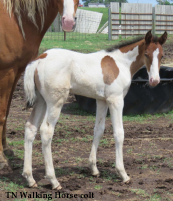 TN Walking Horse colt