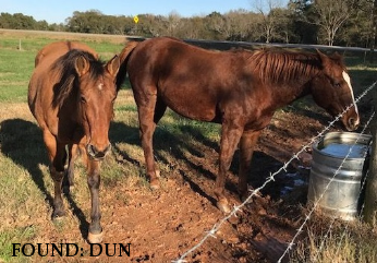 FOUND: DUN & SORREL MARE / OGLETHORPE CO., GEORGIA